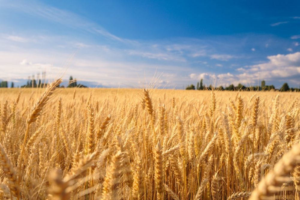 Wheat Products Manufacturing in India: A Thriving Industry with a Bright Future – Copy